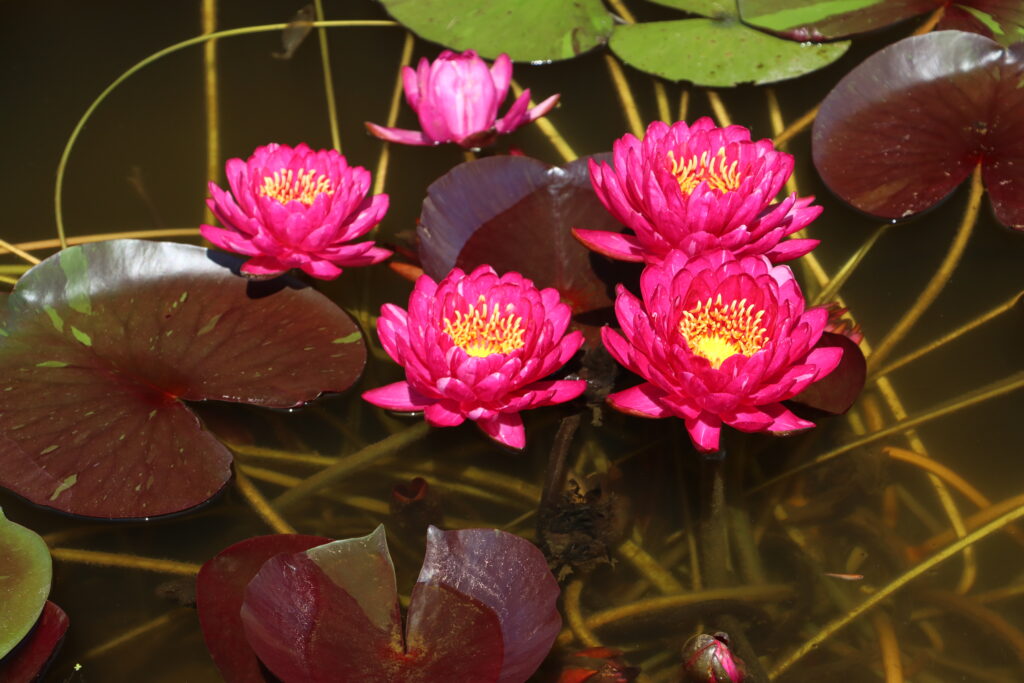 2024 Hardy waterlily 10 - July 14 2024