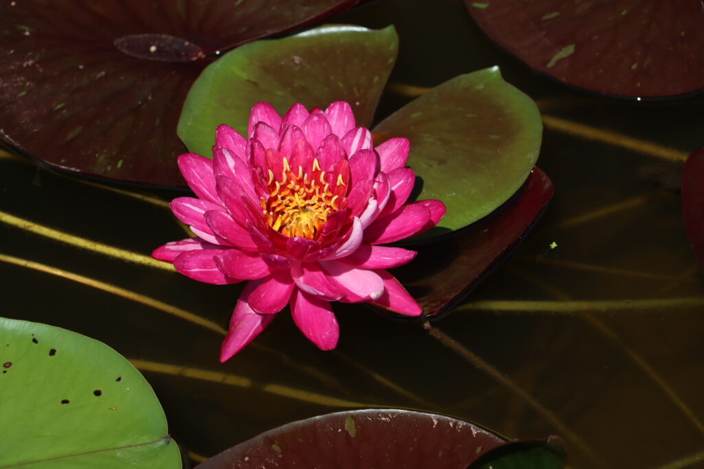2024 Hardy waterlily 10 - July 14 2024