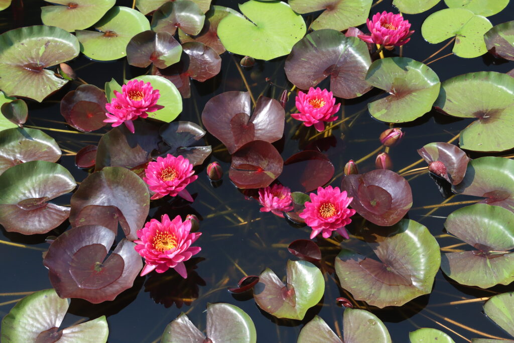 2024 Hardy waterlily 10 - July 26 2024