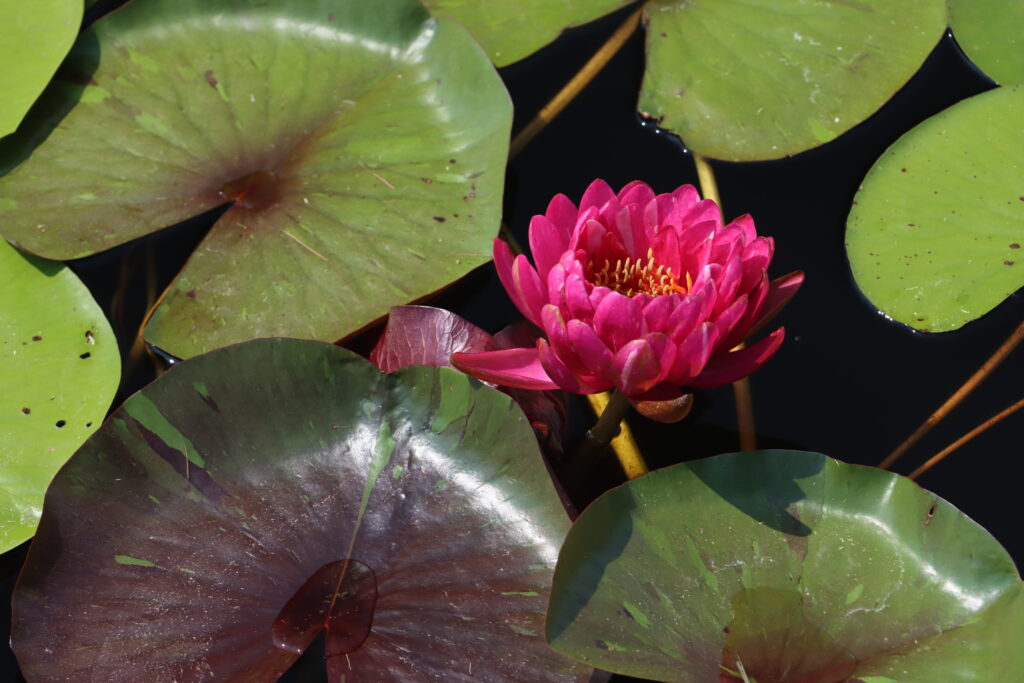 2024 Hardy waterlily 10 - July 26 2024