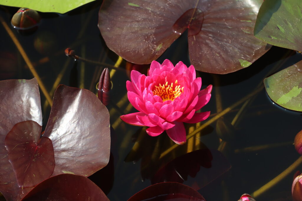 2024 Hardy waterlily 10 - July 26 2024