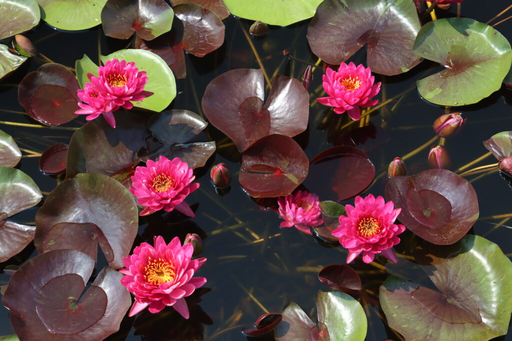 2024 Hardy waterlily 10 - July 26 2024