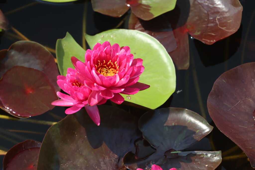 2024 Hardy waterlily 10 - July 26 2024