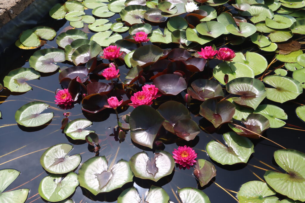 2024 Hardy waterlily 10 - August 01 2024