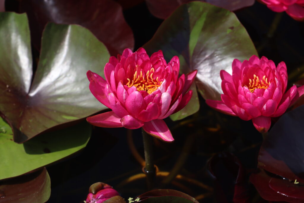 2024 Hardy waterlily 10 - August 01 2024