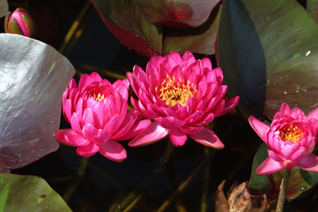 2024 Hardy waterlily 10 - August 01 2024