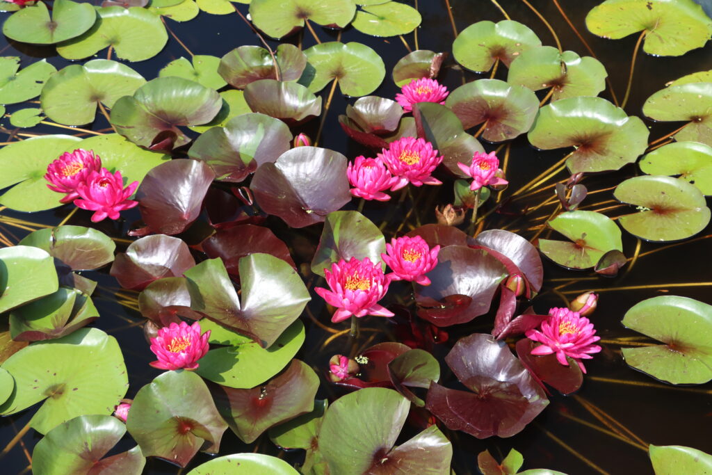 2024 Hardy waterlily 10 - August 01 2024
