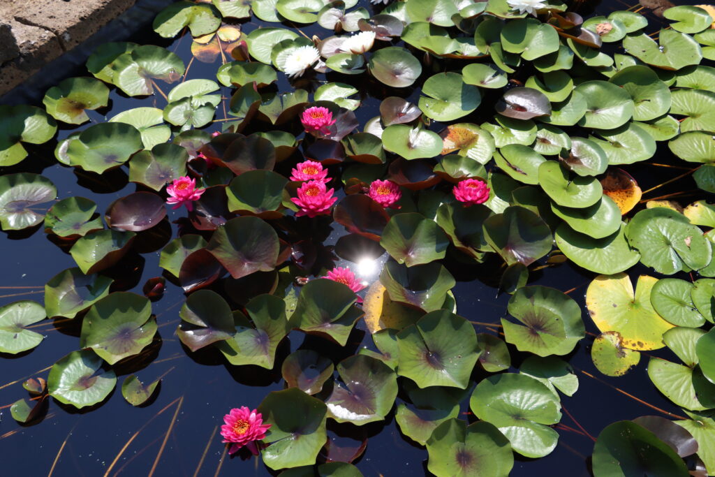 2024 Hardy waterlily 10 - August 13 2024