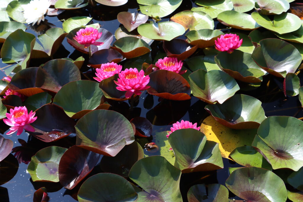 2024 Hardy waterlily 10 - August 13 2024