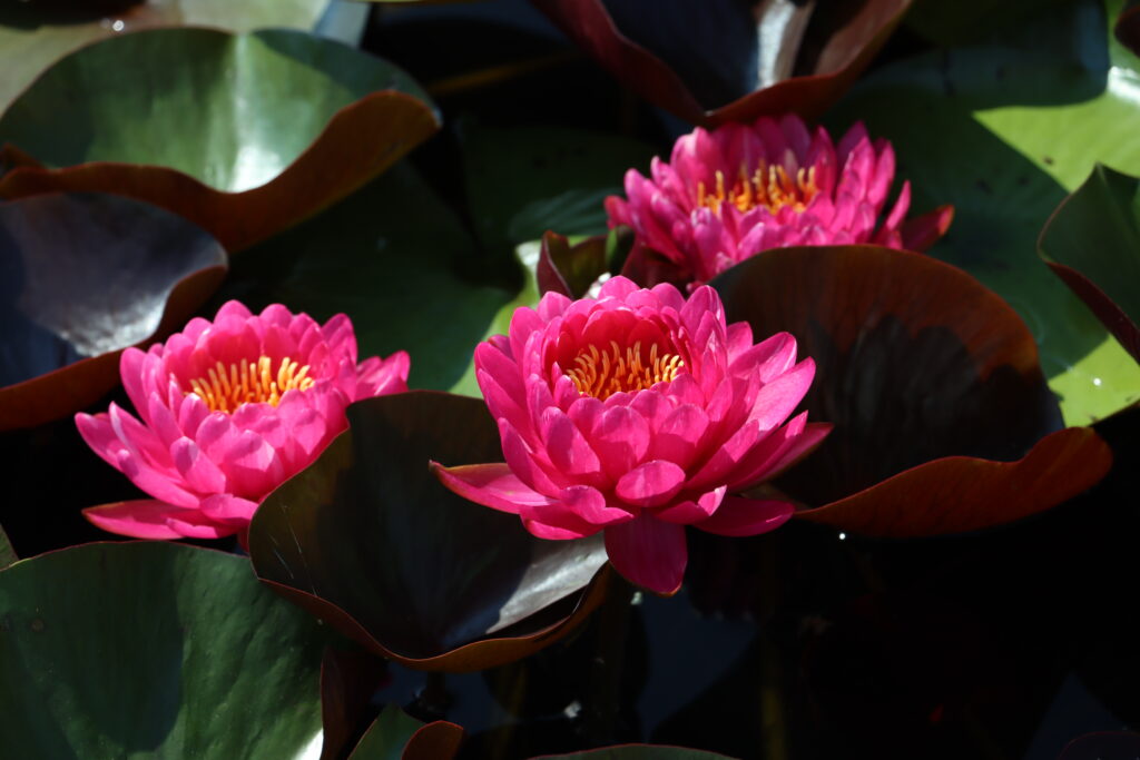 2024 Hardy waterlily 10 - August 13 2024