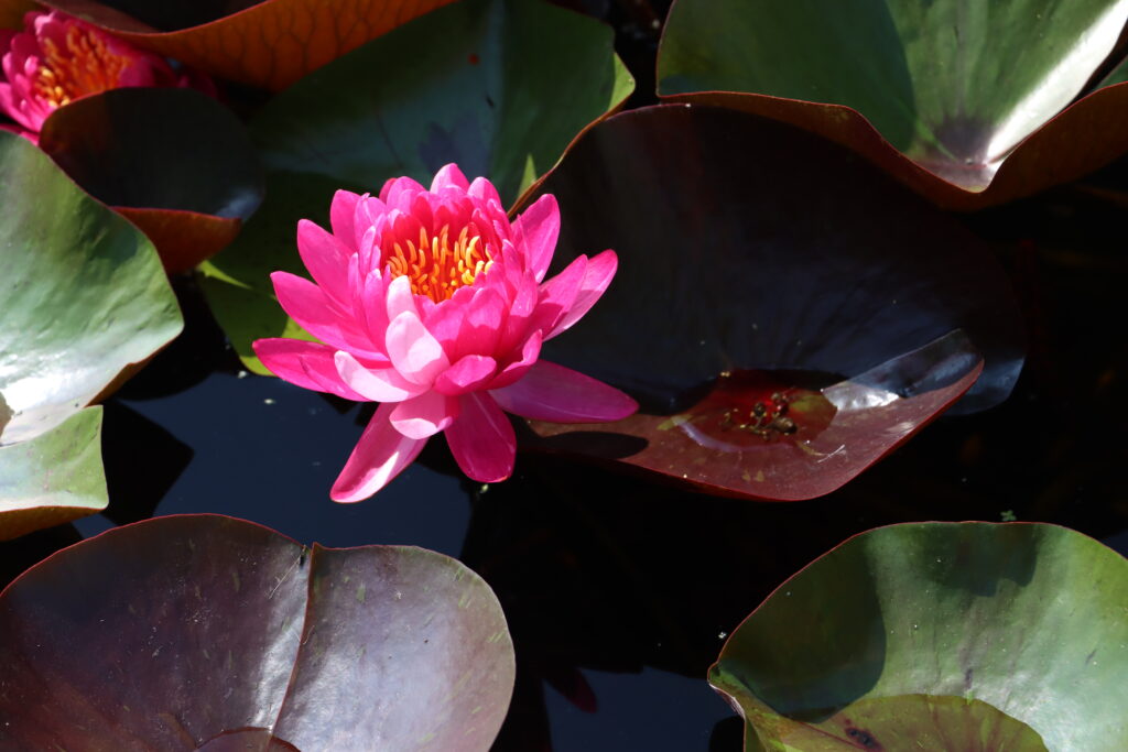 2024 Hardy waterlily 10 - August 13 2024