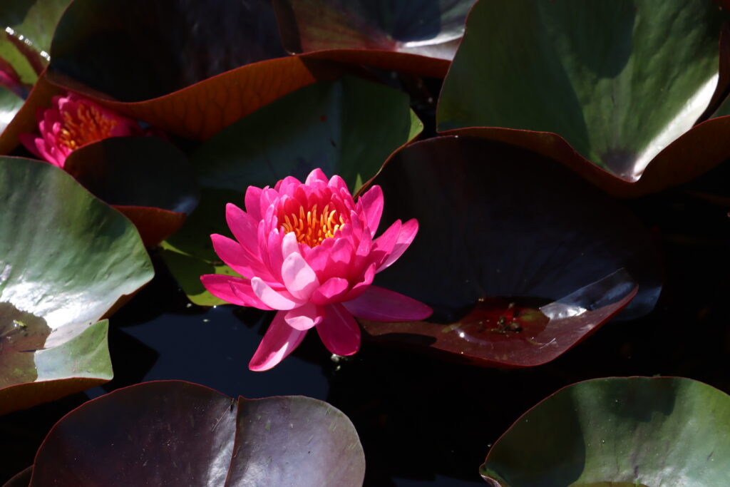 2024 Hardy waterlily 10 - August 13 2024