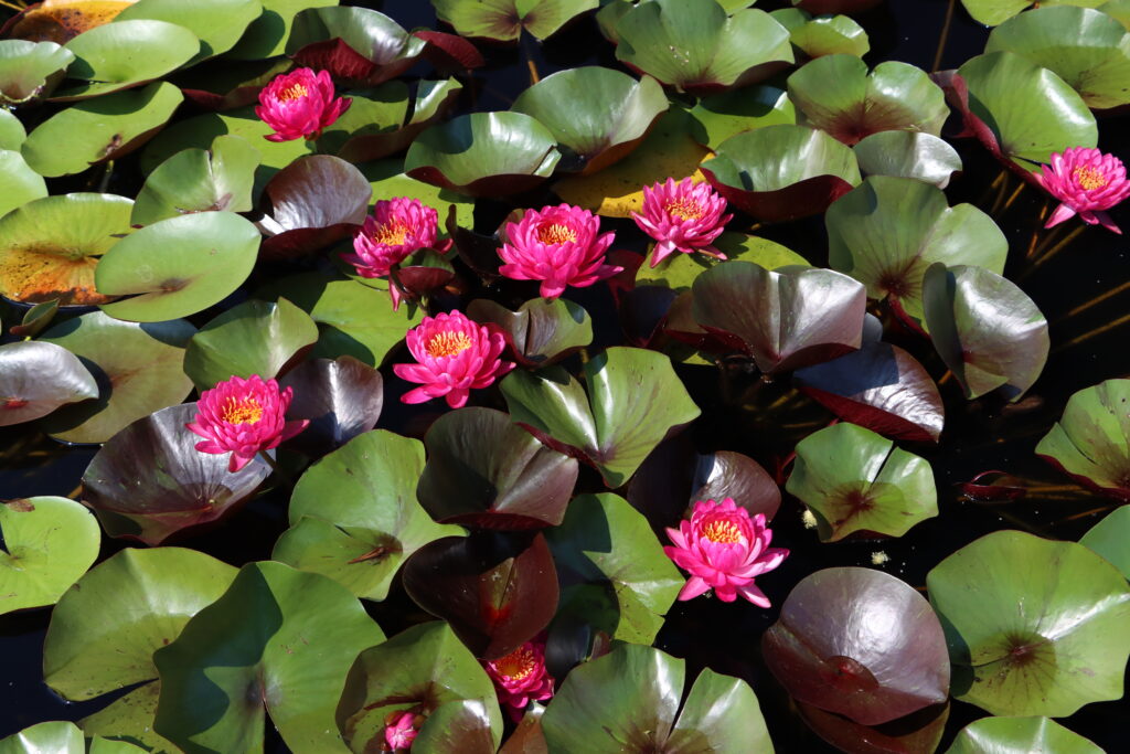 2024 Hardy waterlily 10 - August 13 2024