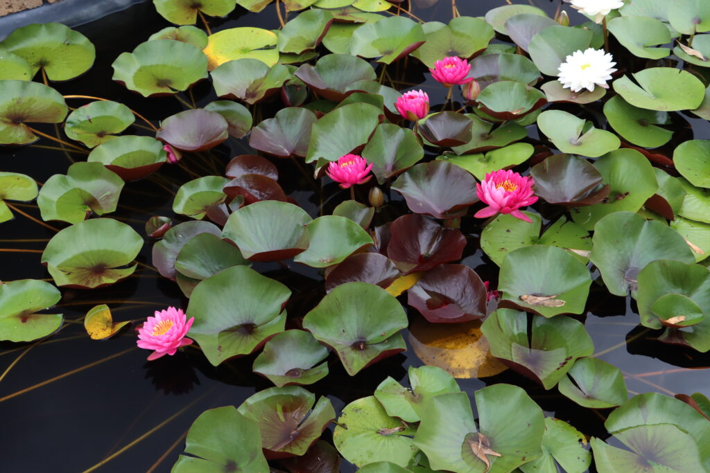 2024 Hardy waterlily 10 - August 16 2024