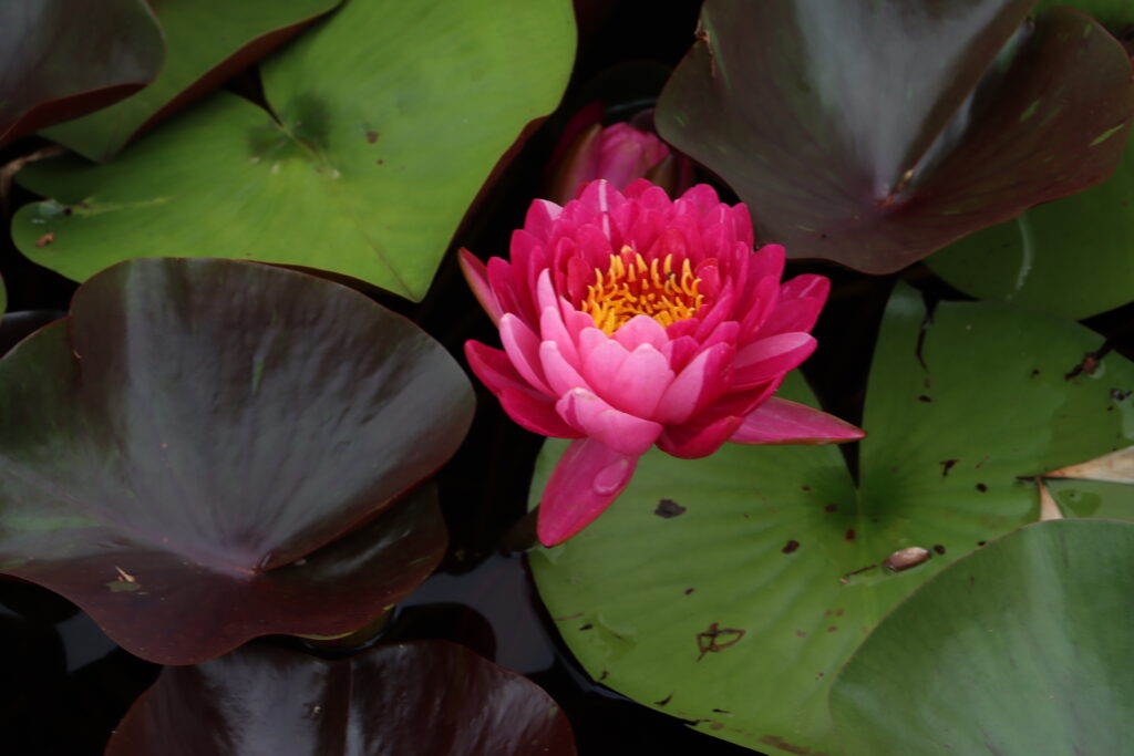 2024 Hardy waterlily 10 - August 16 2024