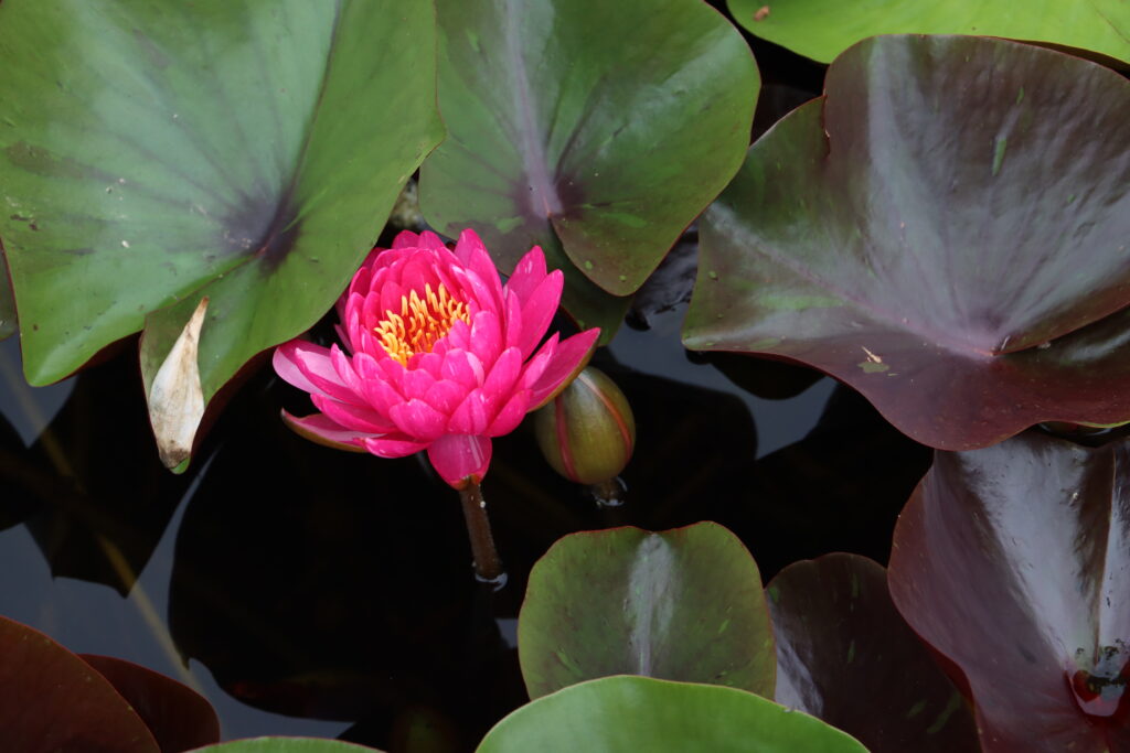 2024 Hardy waterlily 10 - August 16 2024