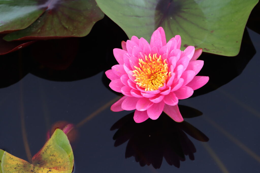 2024 Hardy waterlily 10 - August 16 2024
