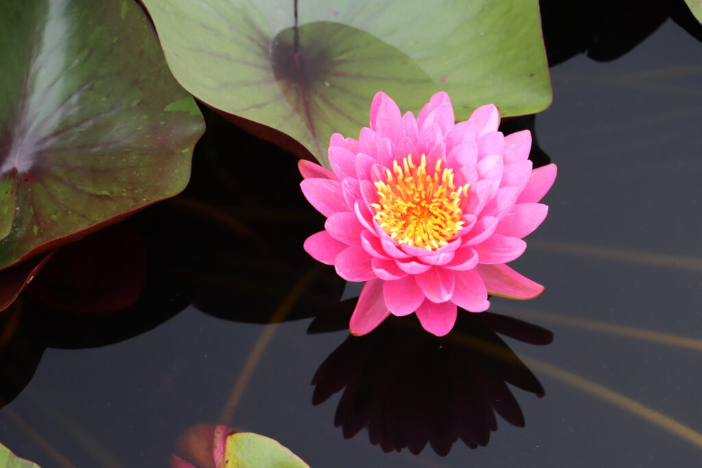2024 Hardy waterlily 10 - August 16 2024