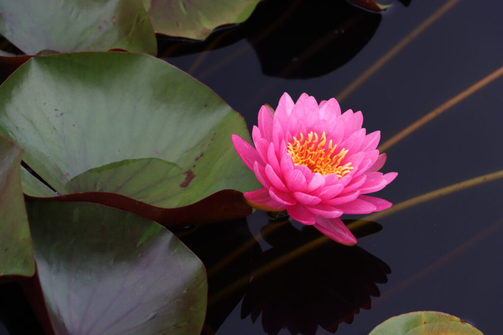 2024 Hardy waterlily 10 - August 16 2024