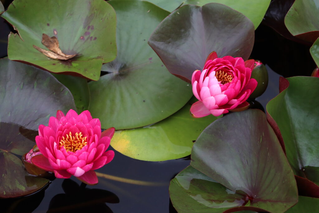 2024 Hardy waterlily 10 - August 16 2024