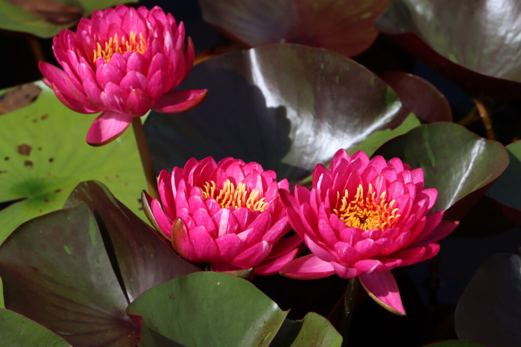2024 Hardy waterlily 10 - August 19 2024