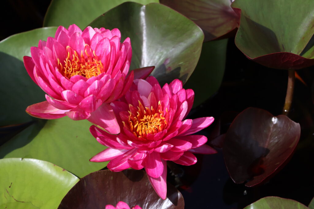 2024 Hardy waterlily 10 - August 19 2024