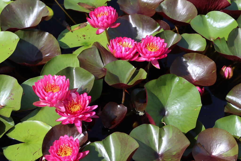 2024 Hardy waterlily 10 - August 19 2024