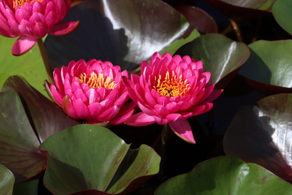 2024 Hardy waterlily 10 - August 19 2024