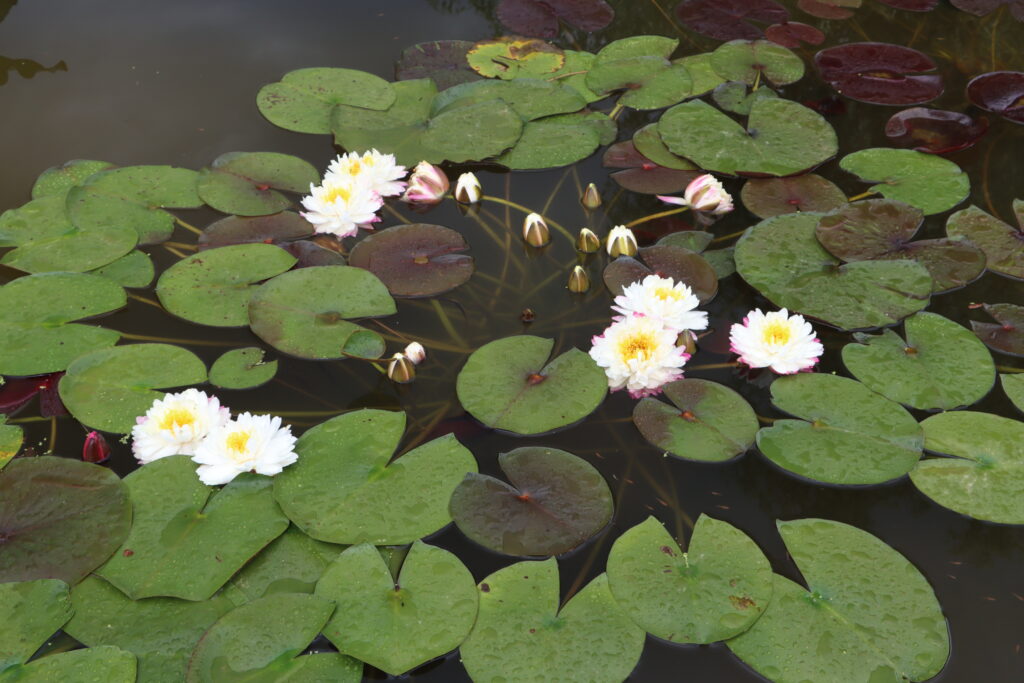 2024 Hardy waterlily 11 - June 25 2024