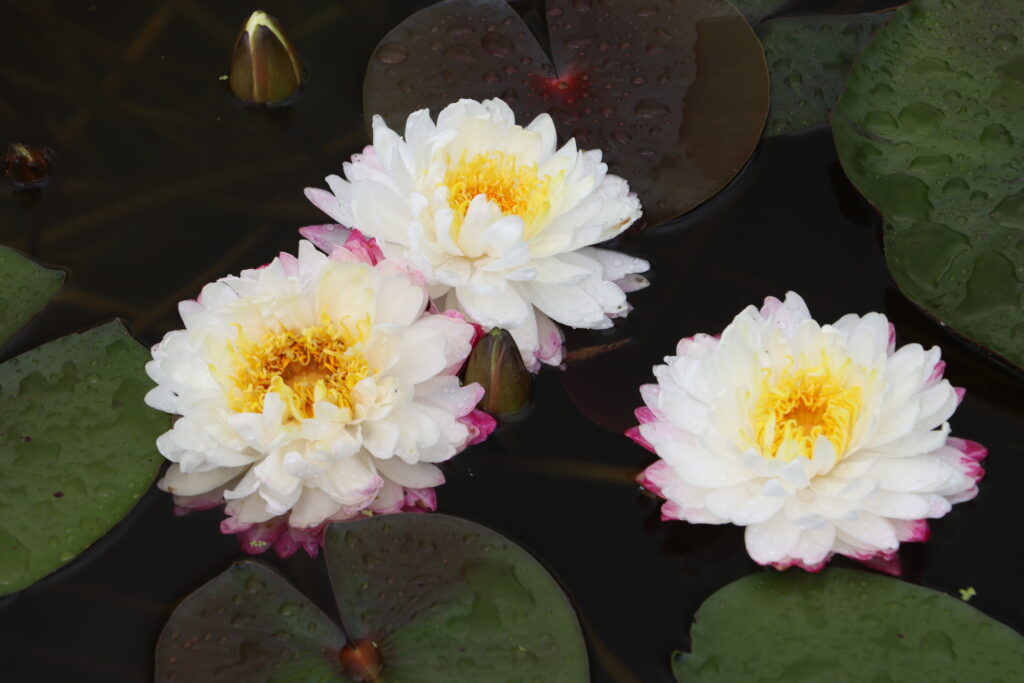 2024 Hardy waterlily 11 - June 25 2024