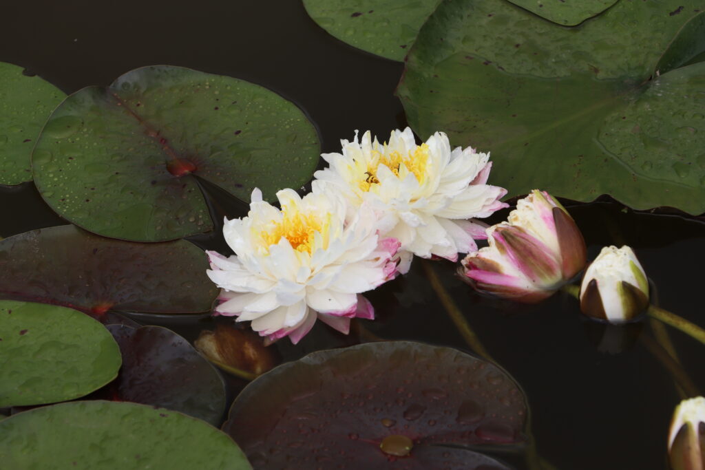 2024 Hardy waterlily 11 - June 25 2024