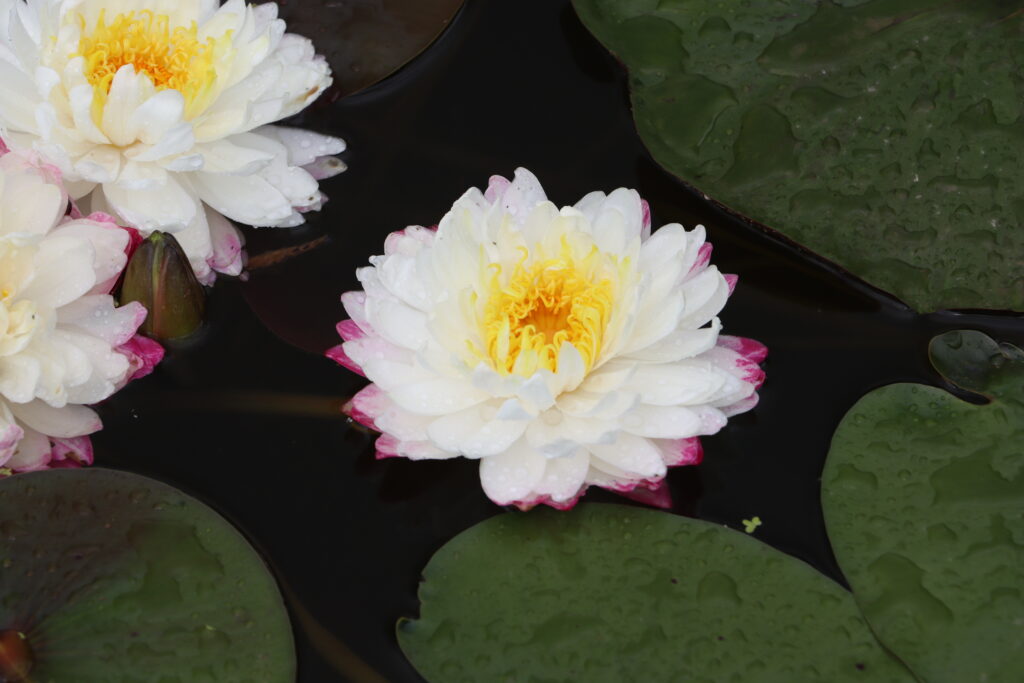 2024 Hardy waterlily 11 - June 25 2024
