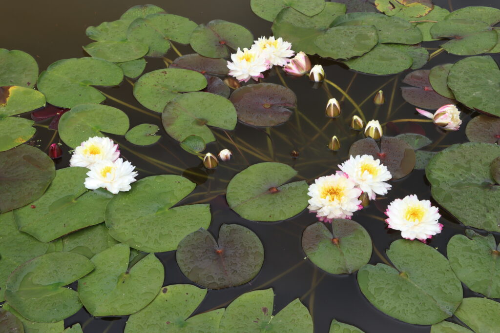 2024 Hardy waterlily 11 - June 25 2024
