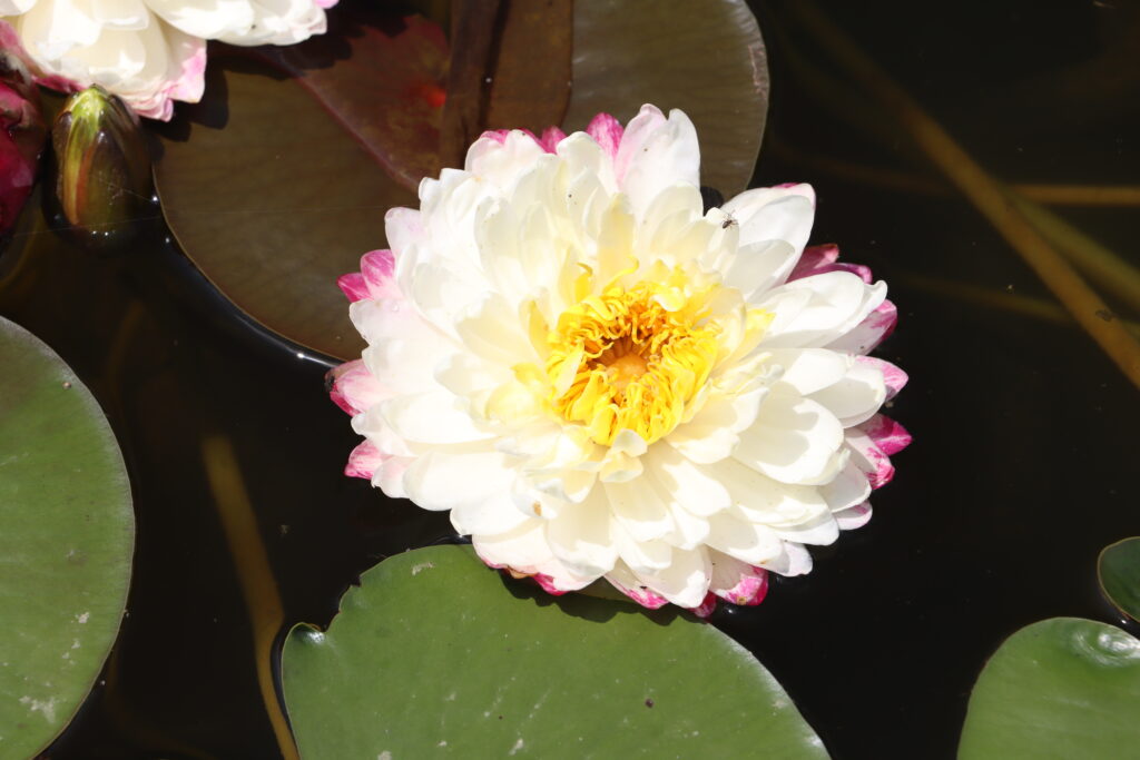 2024 Hardy waterlily 11 - June 26 2024