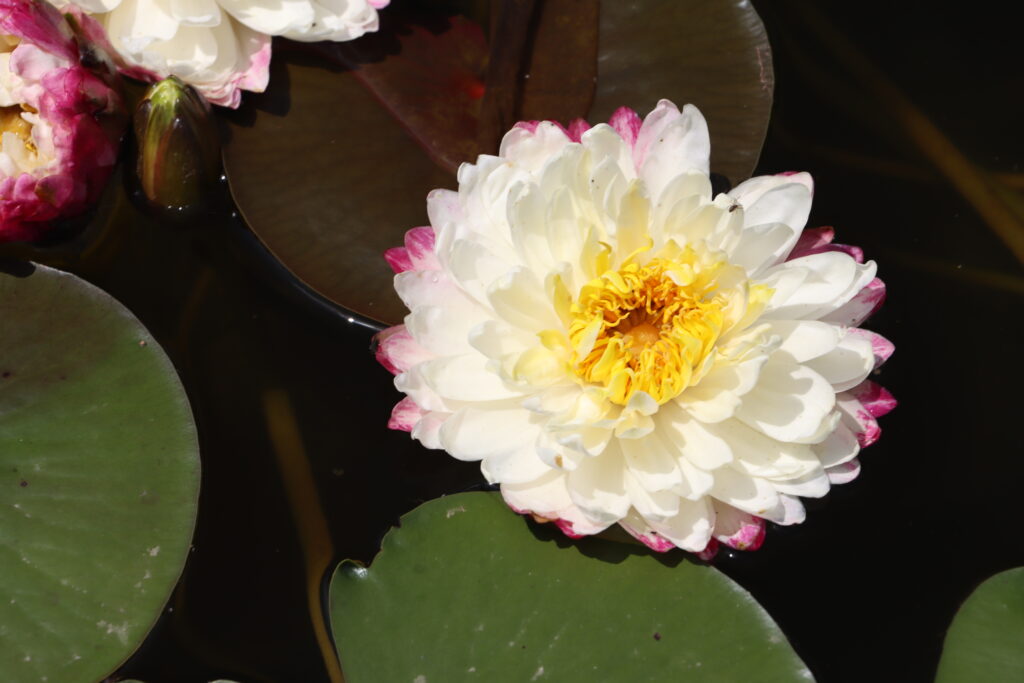 2024 Hardy waterlily 11 - June 26 2024