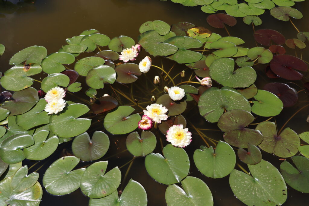 2024 Hardy waterlily 11 - June 26 2024