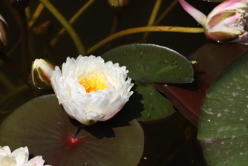 2024 Hardy waterlily 11 - June 26 2024