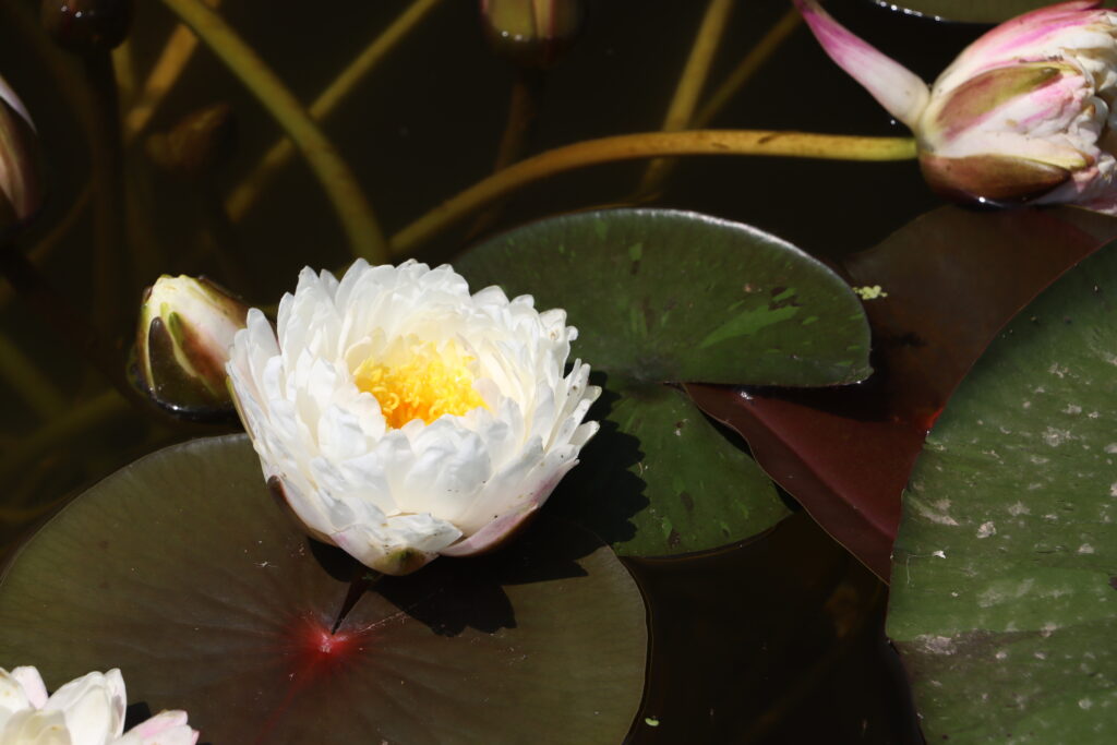 2024 Hardy waterlily 11 - June 26 2024