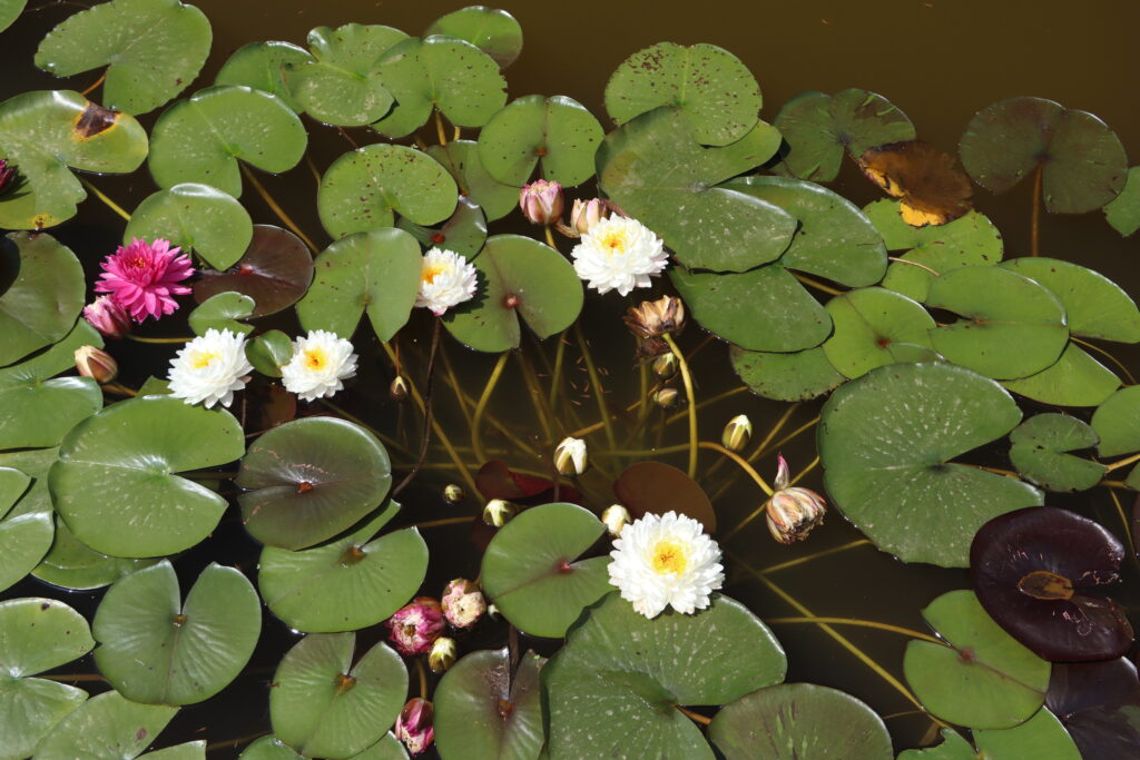 2024 Hardy waterlily 11 - June 28 2024