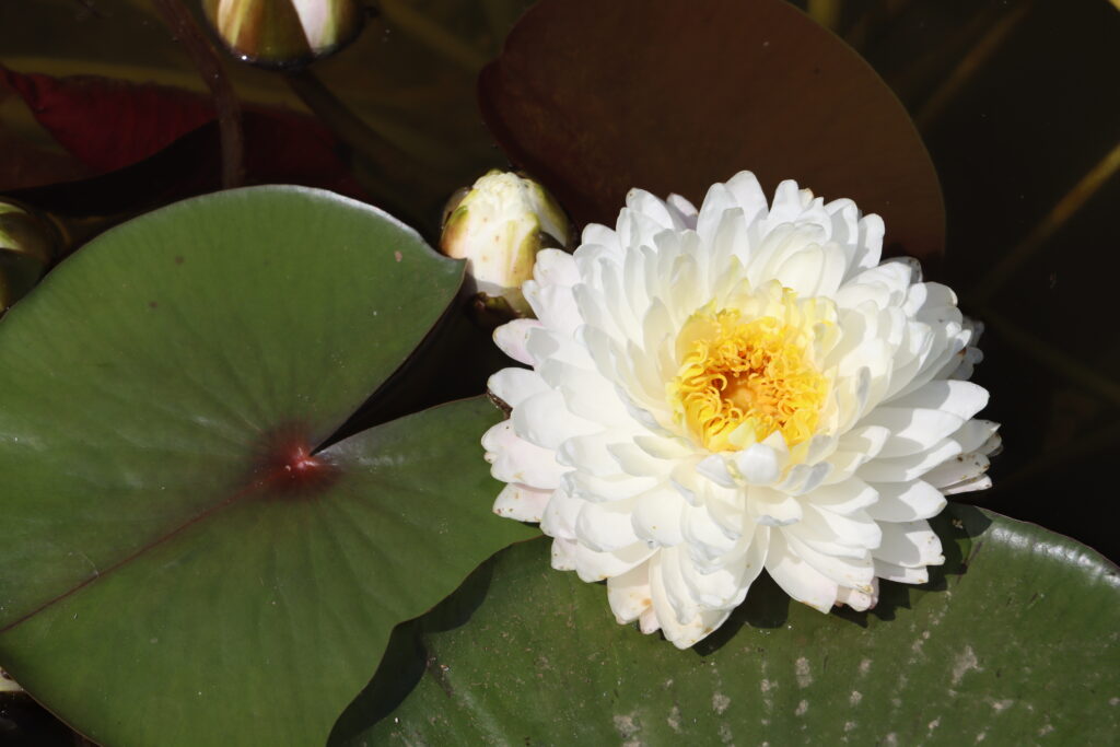 2024 Hardy waterlily 11 - June 28 2024