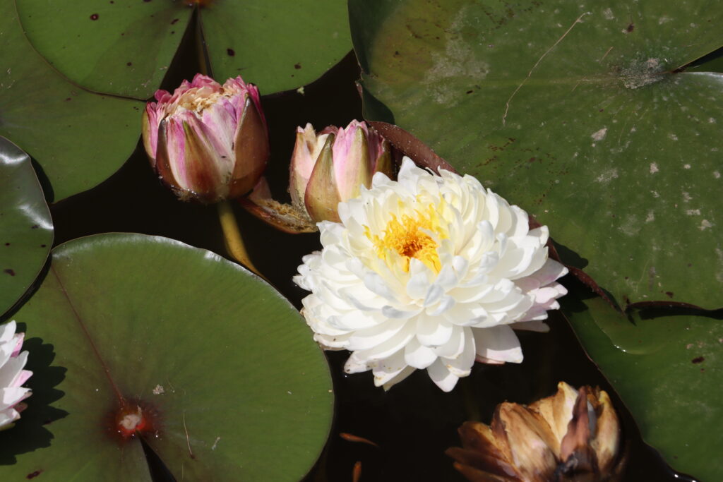 2024 Hardy waterlily 11 - June 28 2024