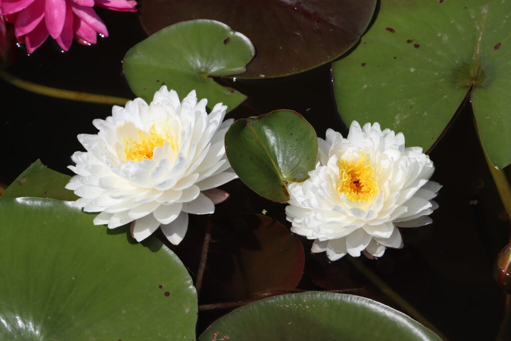 2024 Hardy waterlily 11 - June 28 2024