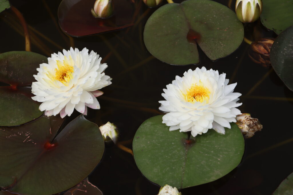 2024 Hardy waterlily 11 - July 01 2024