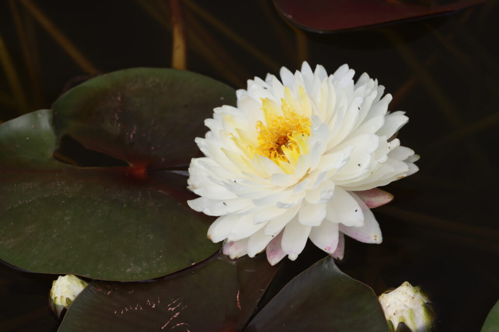 2024 Hardy waterlily 11 - July 01 2024