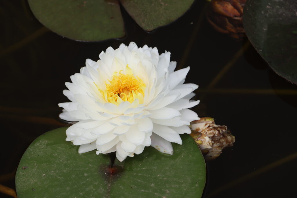 2024 Hardy waterlily 11 - July 01 2024