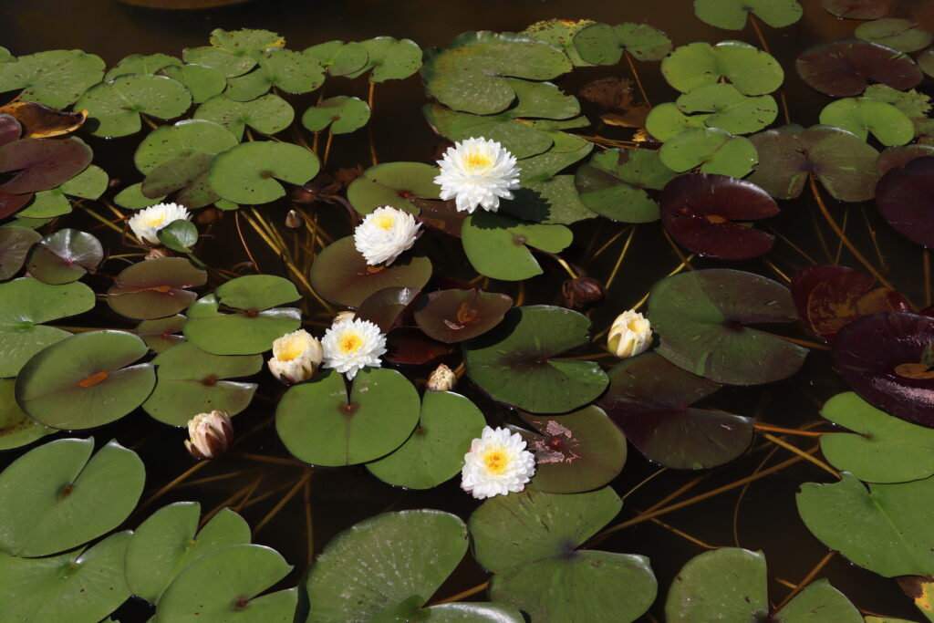 2024 Hardy waterlily 11 - July 05 2024