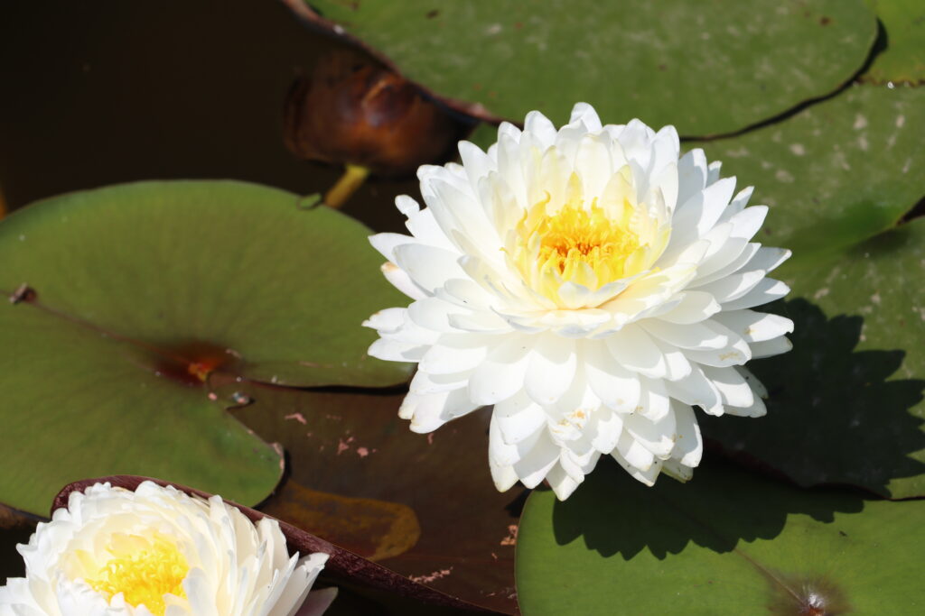 2024 Hardy waterlily 11 - July 05 2024