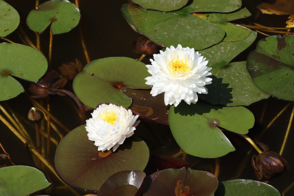2024 Hardy waterlily 11 - July 05 2024