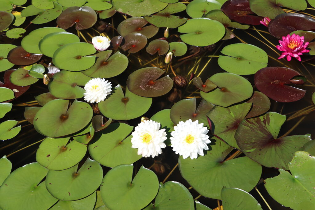 2024 Hardy waterlily 11 - July 14 2024