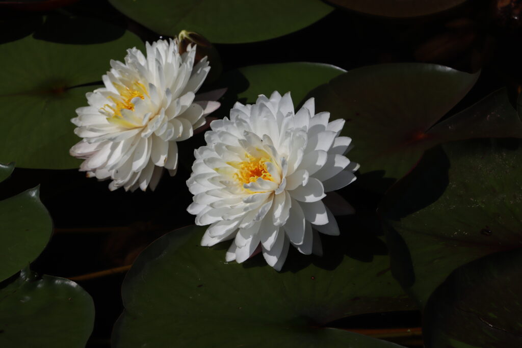 2024 Hardy waterlily 11 - July 14 2024